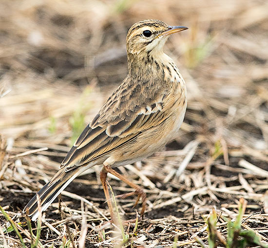 African Pipit
